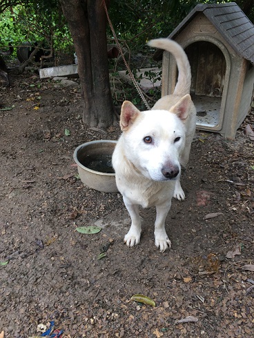 琉球犬　白